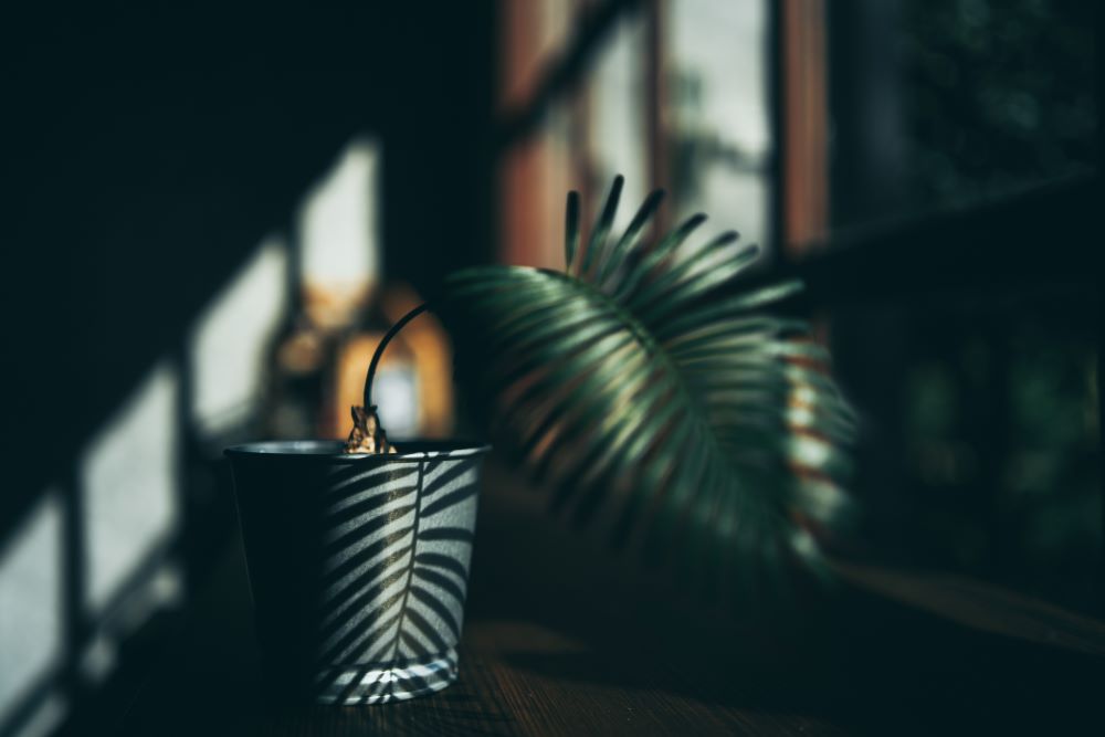 touch by trans Tech mentor pro plant-decoration-design-in-minimal-style-backgroun
