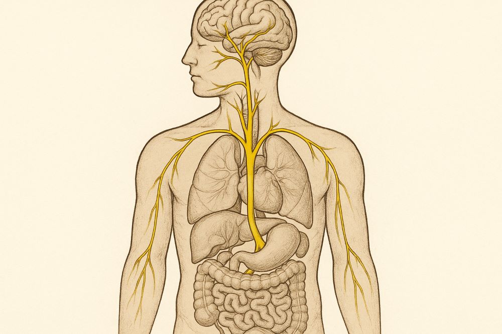 Vagus Nerve Anatomy_simple_compose touch by trans